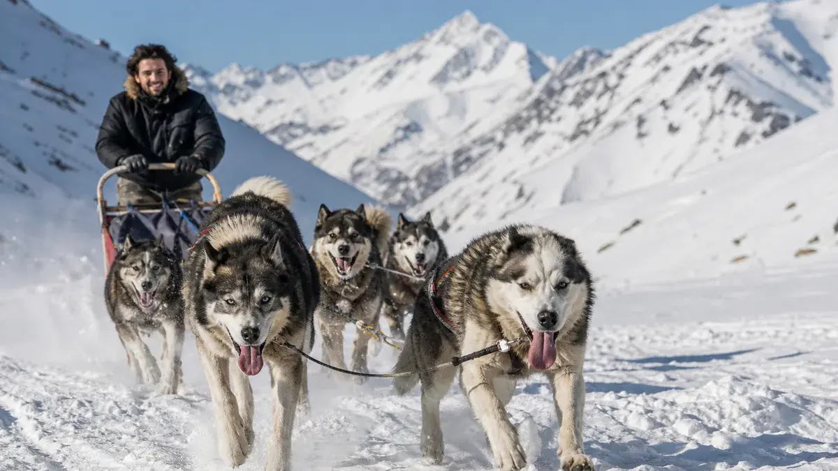 Chien de traîneau dans les Pyrénées : où réserver une balade, à quel prix et à partir de quel âge ?